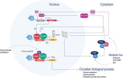 Histone methylation: at the crossroad between circadian rhythms in transcription and metabolism